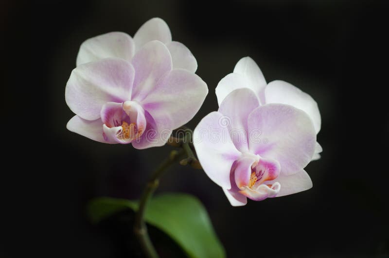Primo piano di Miki Sakura di phalaenopsis dell'orchidea dei fiori su fondo scuro fotografia stock Primo piano di Miki Sakura di phalaenopsis dell'orchidea dei fiori su fondo scuro fotografia stock