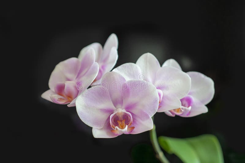Primo piano di Miki Sakura di phalaenopsis dell'orchidea dei fiori su fondo scuro fotografie stock Primo piano di Miki Sakura di phalaenopsis dell'orchidea dei fiori su fondo scuro fotografie stock