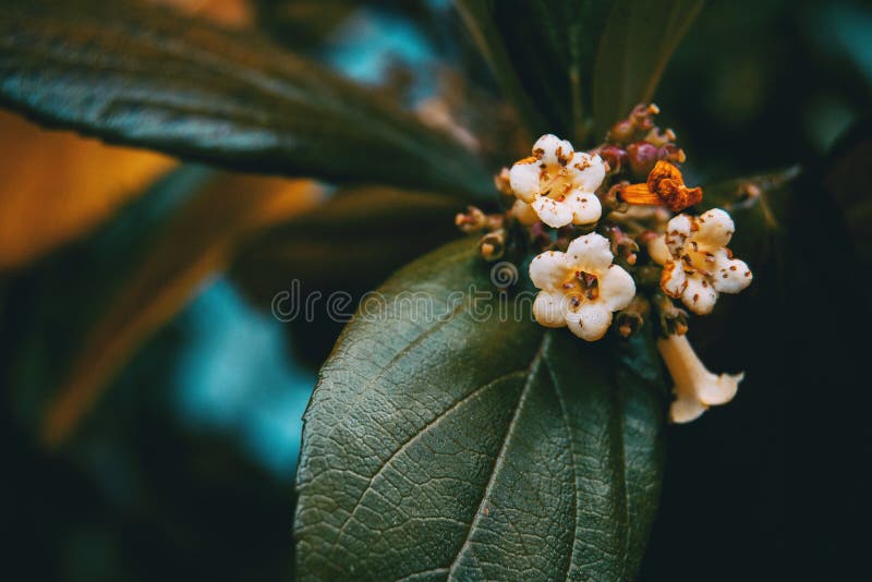 Primo piano di piccoli fiori bianchi del tinus di viburno fotografie stock Primo piano di piccoli fiori bianchi del tinus di viburno fotografie stock