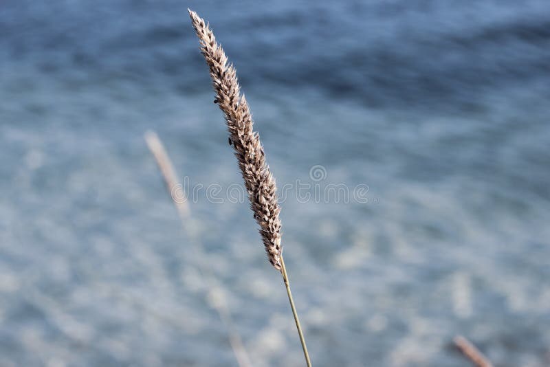 Primo piano di singolo phragmite in acqua blu fotografie stock