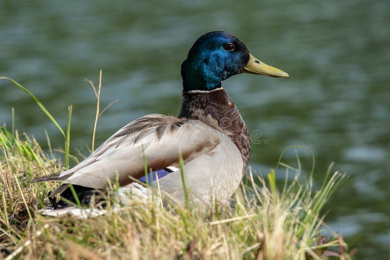 Primo piano di un'anatra maschio variopinta di Mallard dall'acqua immagine stock libera da diritti