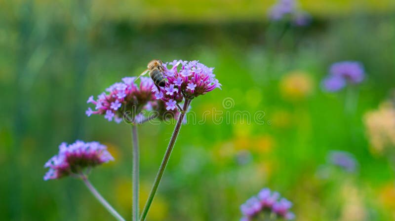 Primo piano di un'ape su un fiore immagini stock Primo piano di un'ape su un fiore immagini stock