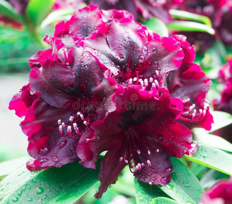 Primo piano di un fiore di fioritura del rododendro immagini stock libere da diritti Primo piano di un fiore di fioritura del rododendro immagini stock libere da diritti