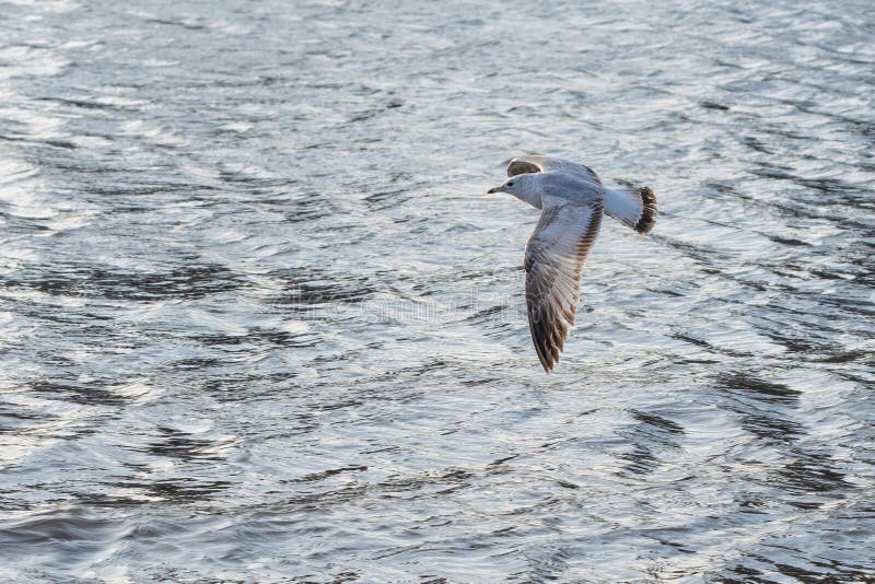 Primo piano di un gabbiano in volo, appena sopra le onde calme del East River, New York fotografia stock Primo piano di un gabbiano in volo, appena sopra le onde calme del East River, New York fotografia stock