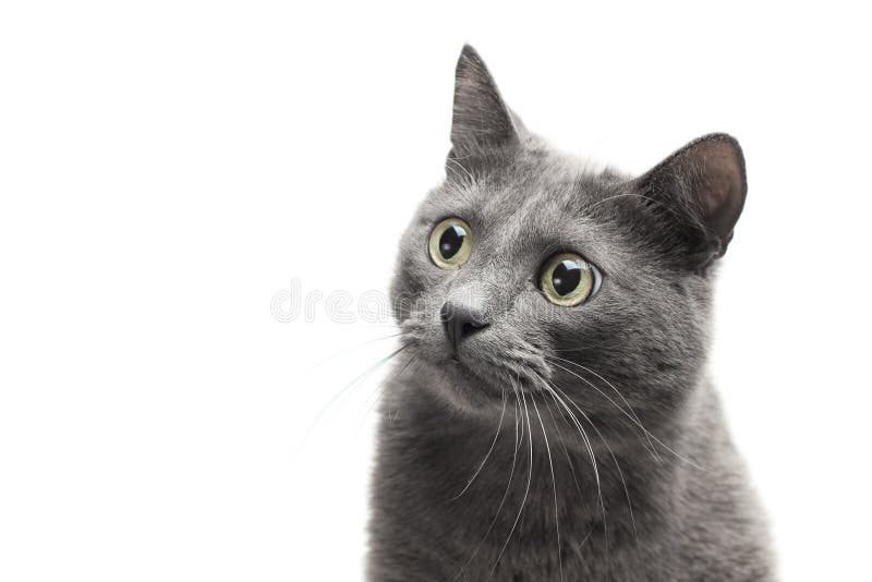 Primo piano di un gatto grigio con l'espressione divertente