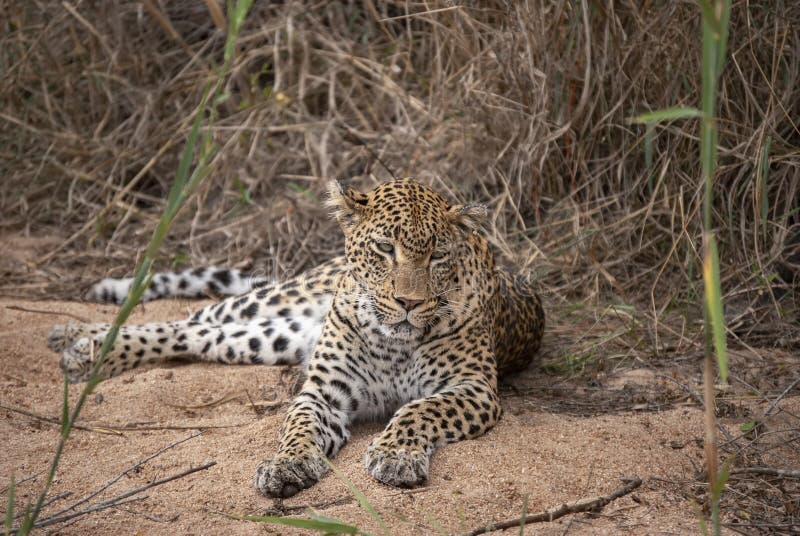 Primo piano di un pardus panthera leopardo isolato nella riserva di giochi mala mala mpumalanga