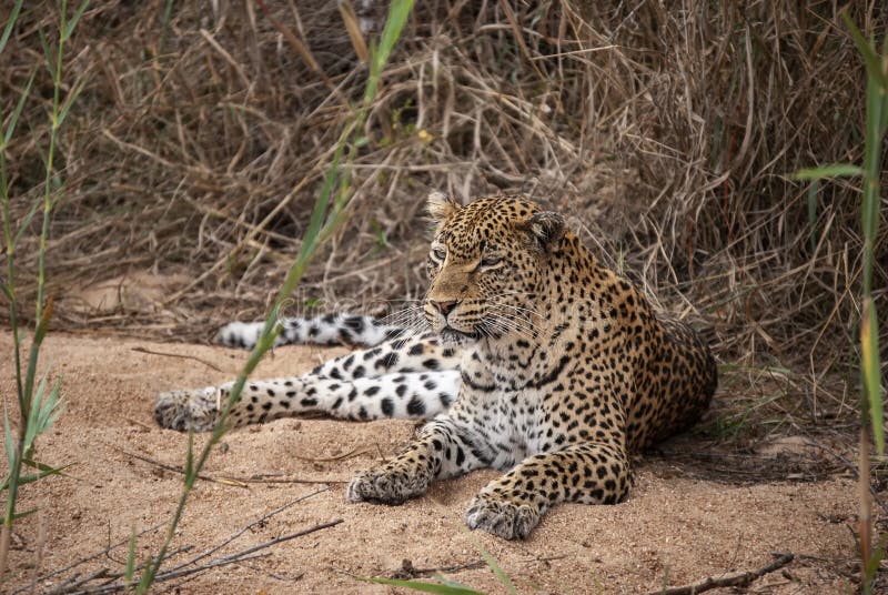 Primo piano di un pardus panthera leopardo isolato nella riserva di giochi mala mala mpumalanga