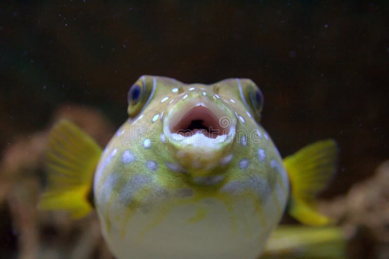 Primo Piano Di Un Pesce Del Pesce Palla Immagine Stock Immagine Di Bande Occhio