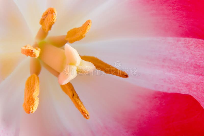 Primo piano di un tulipano dentellare fotografia stock libera da diritti Primo piano di un tulipano dentellare fotografia stock libera da diritti