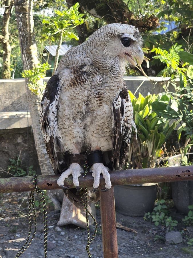 Primo piano di una magnifica aquila immagini stock