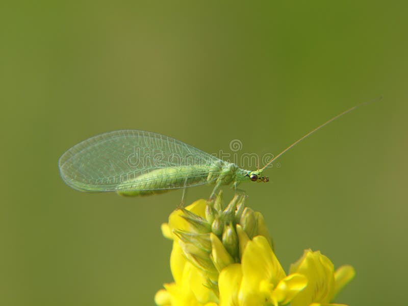 primo piano Dorato-osservato del lacewing fotografia stock libera da diritti primo piano Dorato-osservato del lacewing fotografia stock libera da diritti