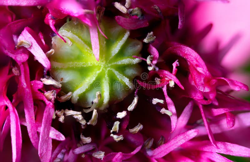 Primo piano estremo del fiore del papavero da oppio immagine stock Primo piano estremo del fiore del papavero da oppio immagine stock