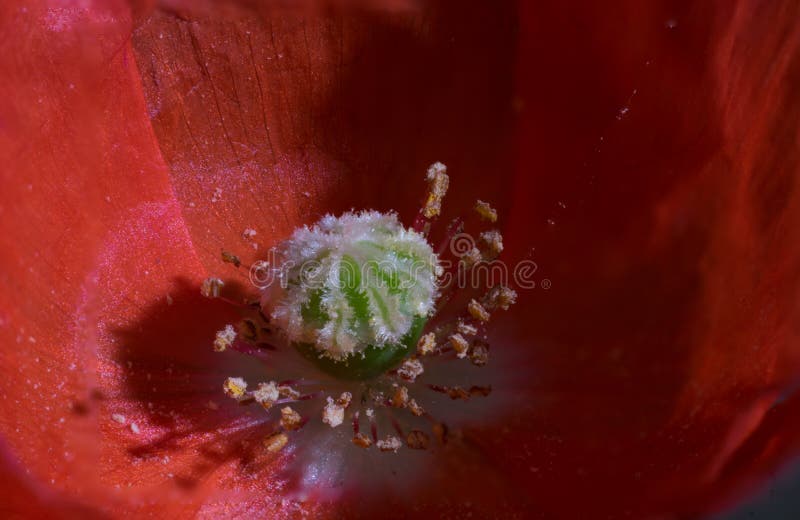 Primo piano estremo del fiore rosso del papavero immagine stock Primo piano estremo del fiore rosso del papavero immagine stock