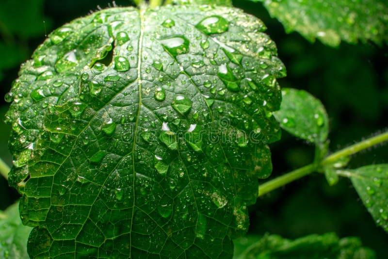 Primo piano estremo della foglia verde della melissa con le gocce di acqua su fondo scuro fotografia stock libera da diritti Primo piano estremo della foglia verde della melissa con le gocce di acqua su fondo scuro fotografia stock libera da diritti