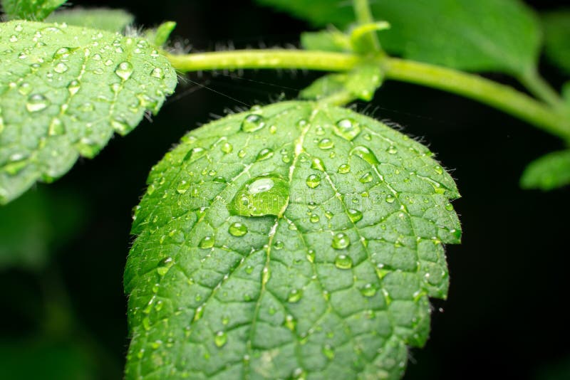 Primo piano estremo della foglia verde della melissa con le gocce di acqua su fondo scuro fotografia stock Primo piano estremo della foglia verde della melissa con le gocce di acqua su fondo scuro fotografia stock