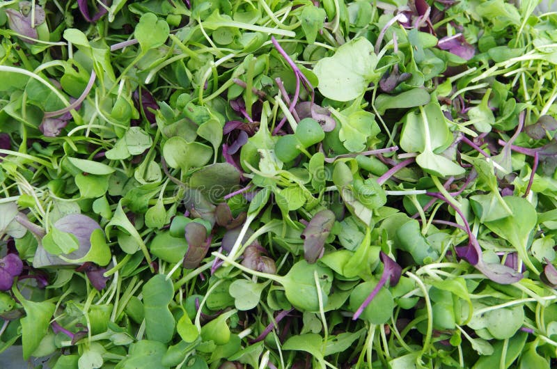 Primo piano fresco dell'insalata dei microgreens del giardino