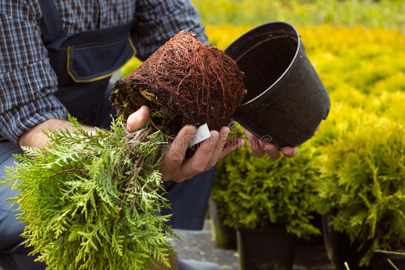 Primo piano Il sistema della radice di piccola piantina nel mercato del giardino fotografie stock libere da diritti Primo piano Il sistema della radice di piccola piantina nel mercato del giardino fotografie stock libere da diritti