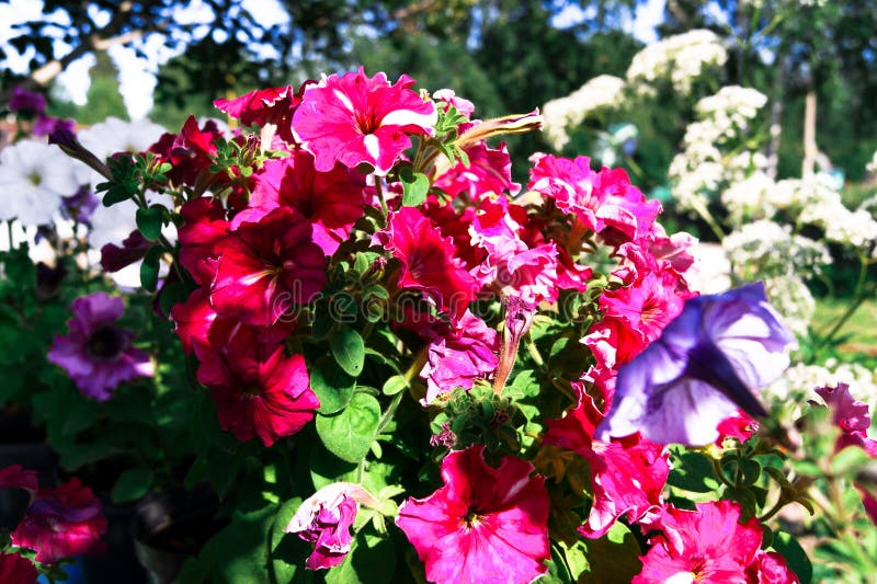 Primo piano kan kan di fioritura della petunia di rosa fotografia stock libera da diritti Primo piano kan kan di fioritura della petunia di rosa fotografia stock libera da diritti