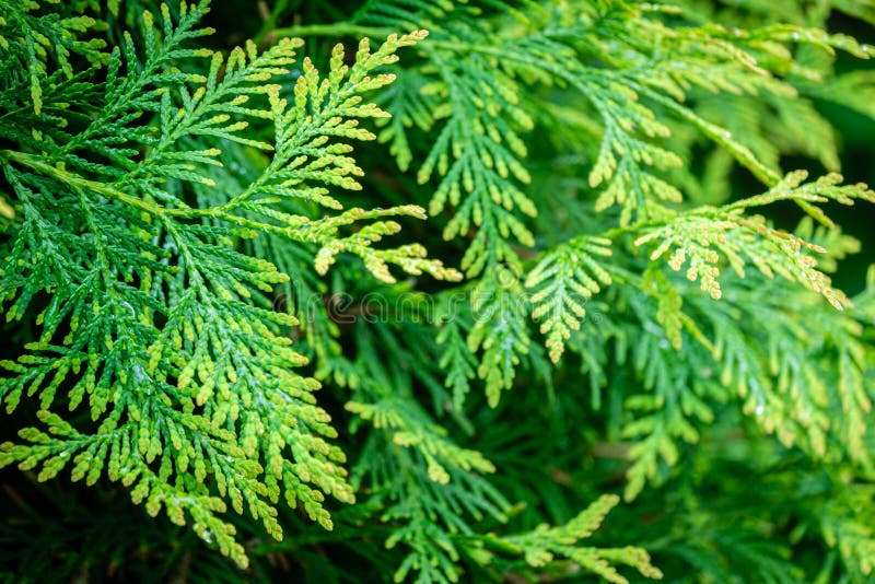 Primo piano molle di luminoso - struttura giallo verde degli aghi di thuja occidentalis con le gocce di pioggia fotografia stock Primo piano molle di luminoso - struttura giallo verde degli aghi di thuja occidentalis con le gocce di pioggia fotografia stock