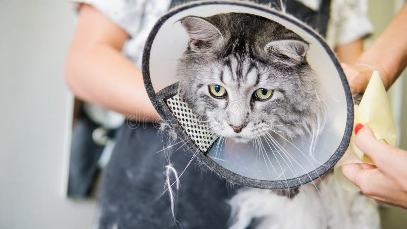 Primo piano professionale di Maine Coon Cat Grooming immagine stock libera da diritti Primo piano professionale di Maine Coon Cat Grooming immagine stock libera da diritti