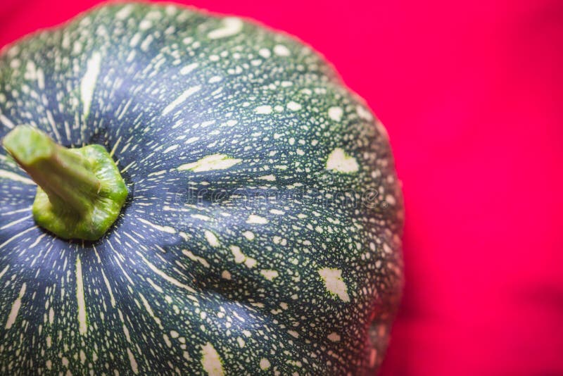 Primo piano sparato di una zucca verde fotografia stock libera da diritti Primo piano sparato di una zucca verde fotografia stock libera da diritti