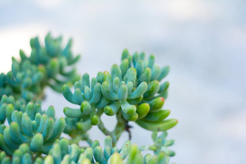 Primo piano succulente della pianta fotografie stock libere da diritti Primo piano succulente della pianta fotografie stock libere da diritti