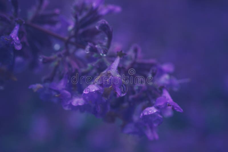 Primo piano sui fiori di cataria o del catnip della nepeta fotografie stock Primo piano sui fiori di cataria o del catnip della nepeta fotografie stock