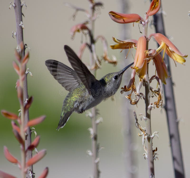 Primo piano verde del colibrì che si alimenta un aloe Vera immagini stock libere da diritti Primo piano verde del colibrì che si alimenta un aloe Vera immagini stock libere da diritti