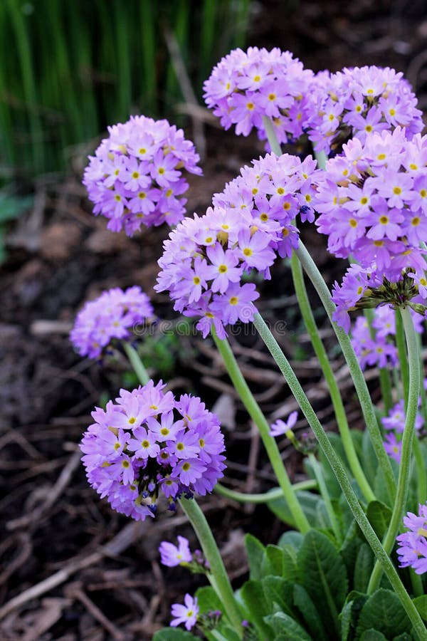 Primrose blooms in the garden, Primula Denticulata. Blue and purple