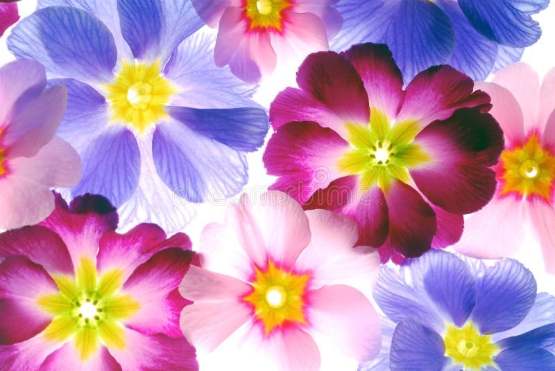 Primrose Blossoms Background