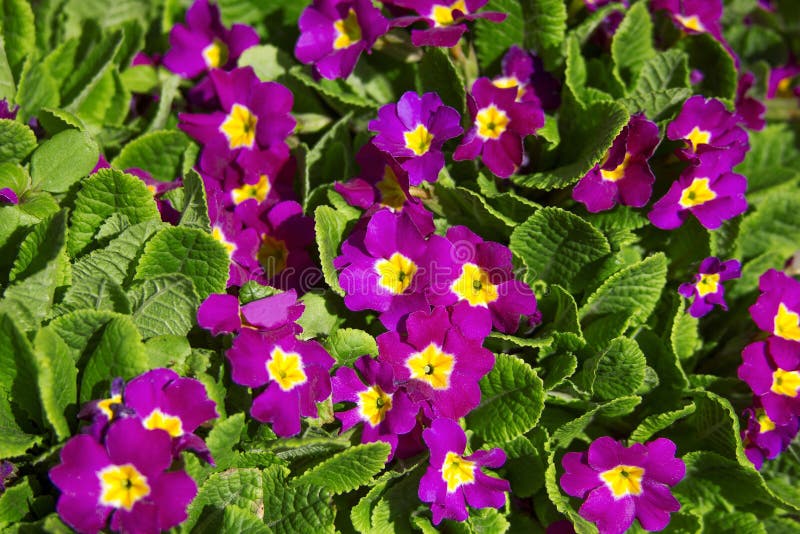 Primrose flowers background stock photography Primrose flowers background stock photography