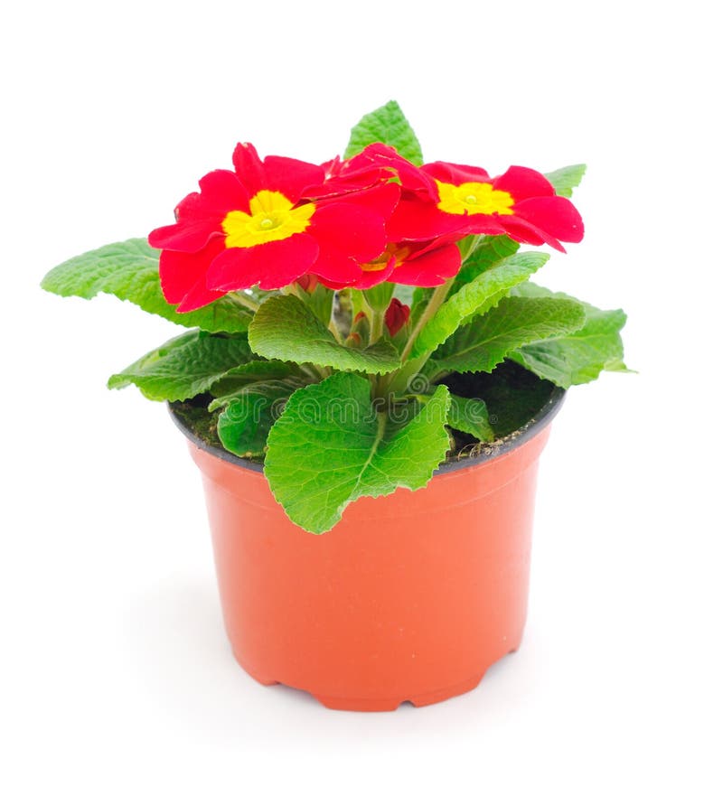 Primrose flowers in a pot stock photo. Image of object 270443728