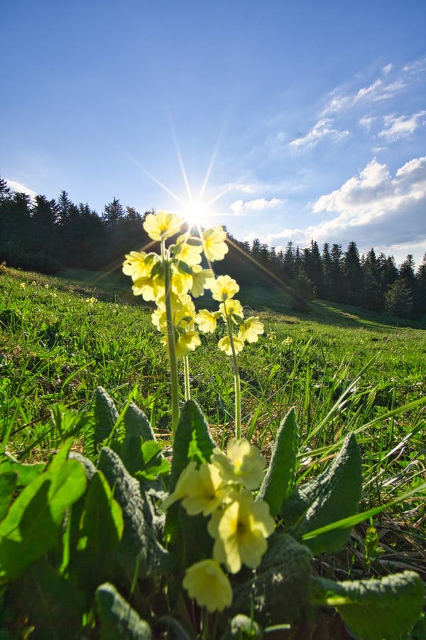 Primrose flowers under Maly Salatin mountain at Low Tatras