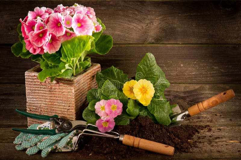 Primrose and garden utensil