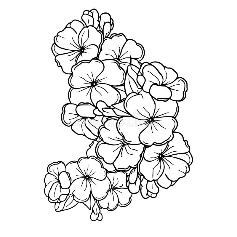 February Birth Flower Stock Illustrations – 376 February Birth Flower