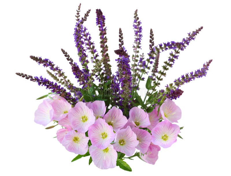 Primrose and Meadow Sage royalty free stock images