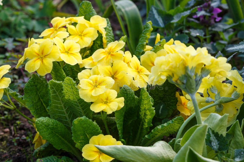 Primrose Yellow С†РІРµС‚