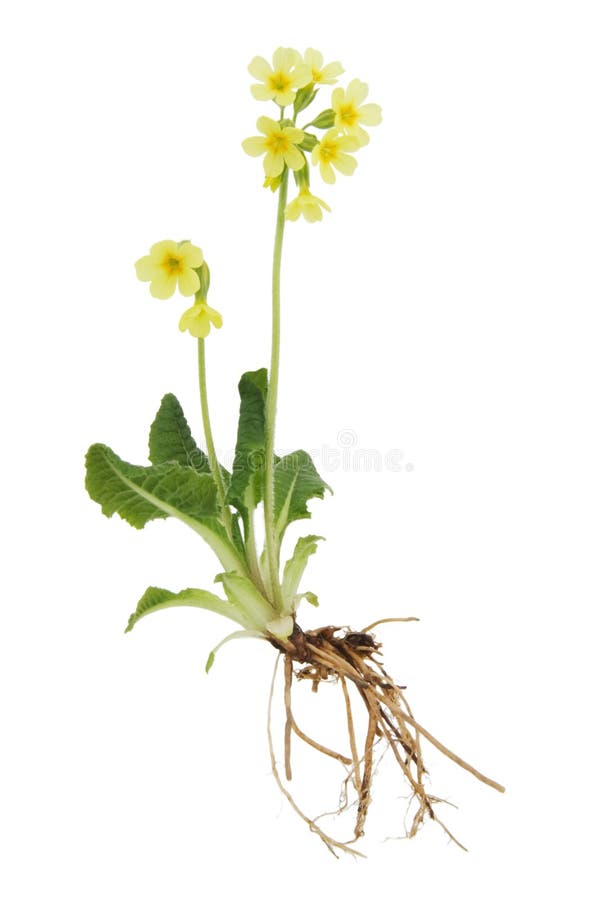 Primrose spring- Primula verist