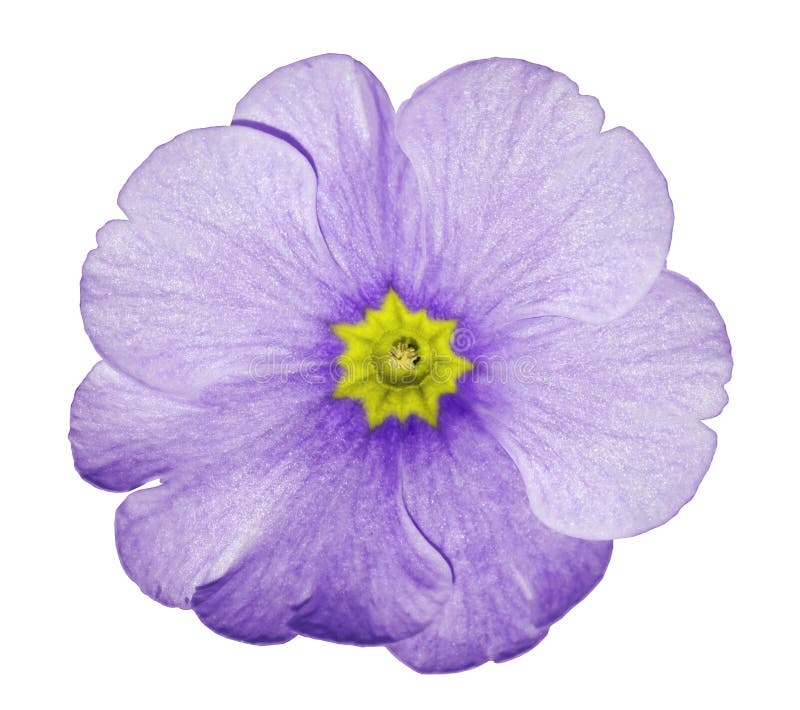 Primrose, Violet Flowers on Green Background Stock Image - Image of ...