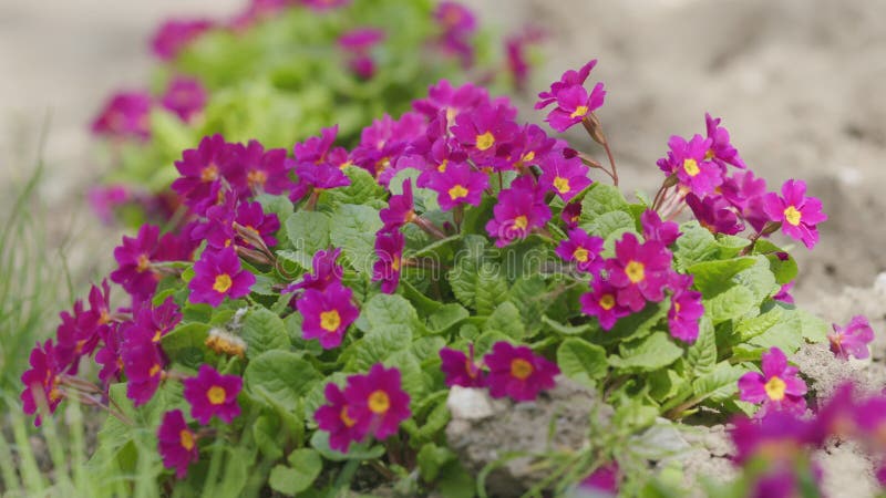 Primrose violette avec centre jaune. primula juliae syn. pruhoniciana. banque de vidéos