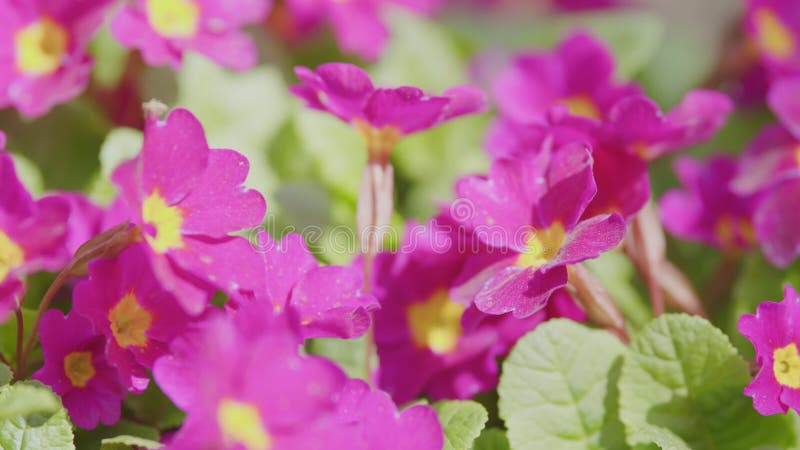 Primrose violette avec centre jaune. primula juliae syn. pruhoniciana. clips vidéos