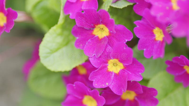 Primrose violette avec centre jaune. primula juliae syn. pruhoniciana. banque de vidéos