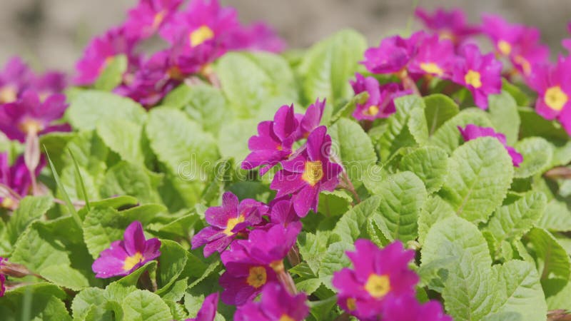 Primrose violette avec centre jaune. primula juliae syn. pruhoniciana. banque de vidéos