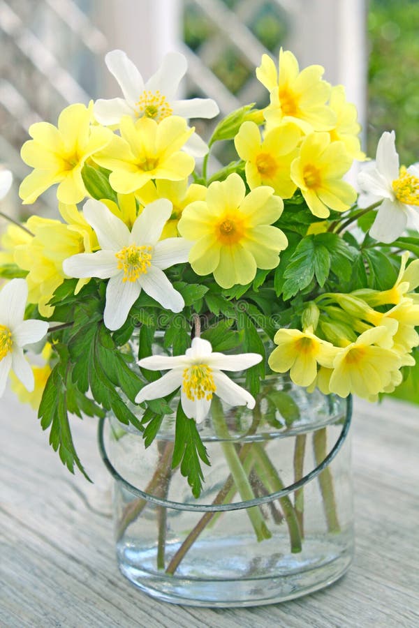 Primroses and wood anemones