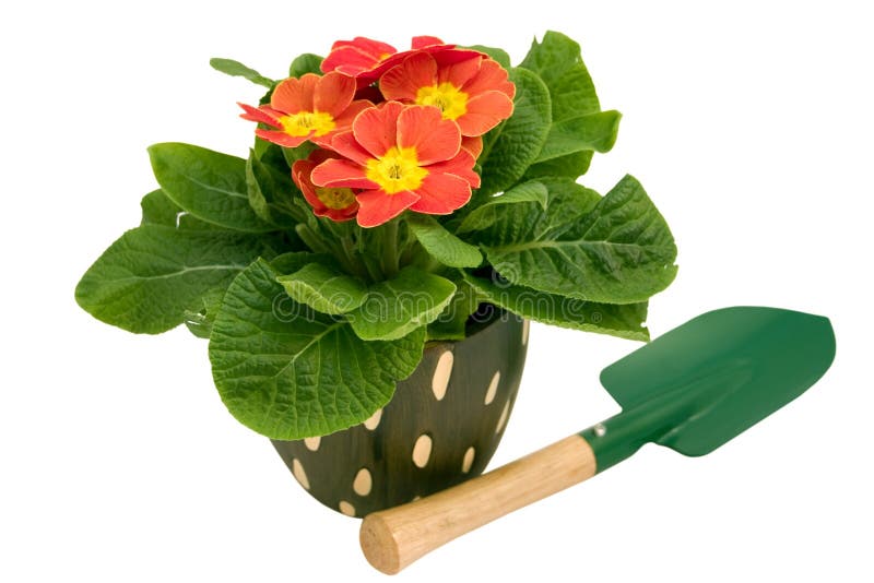 primrosespade arkivfoto