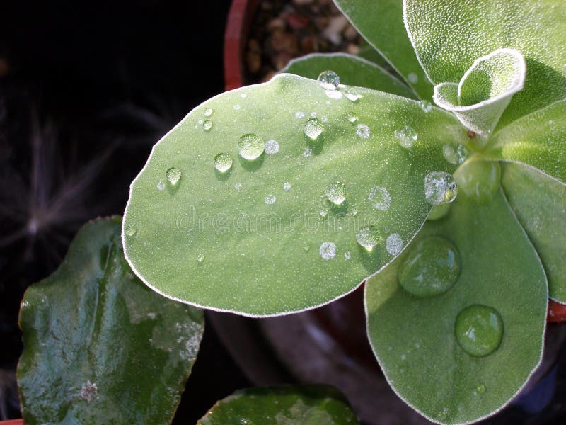 Primula