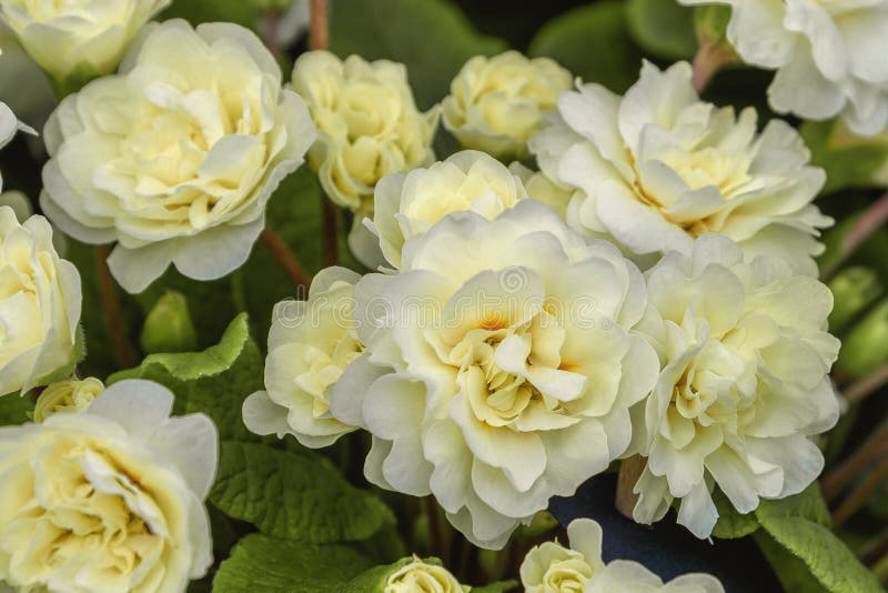 Primula belarina cream. Flowers for garden, parks, balkon, terrasse, rooms