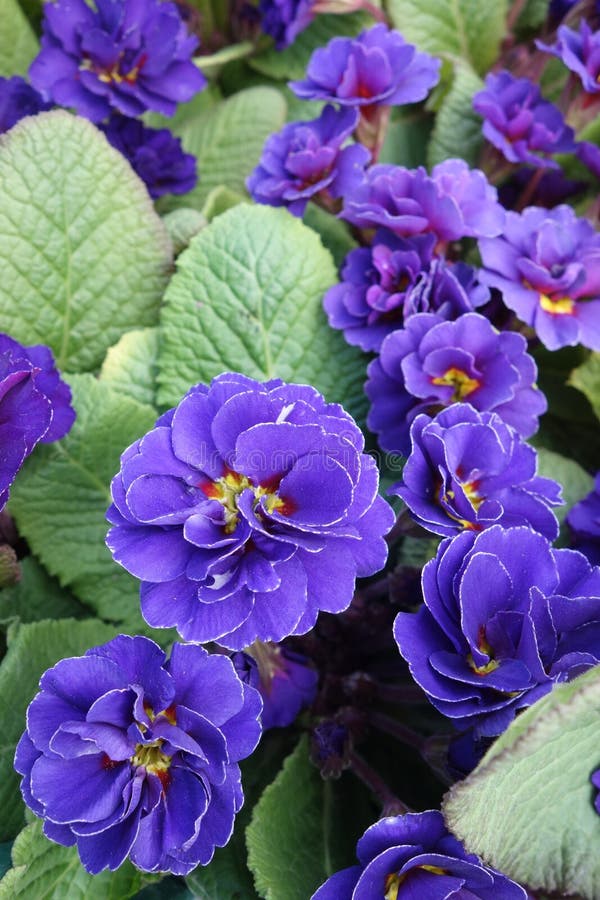 Primula blue violet flowers background