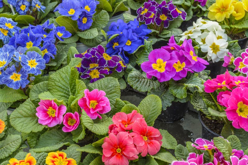 Primula, colorful spring flowers