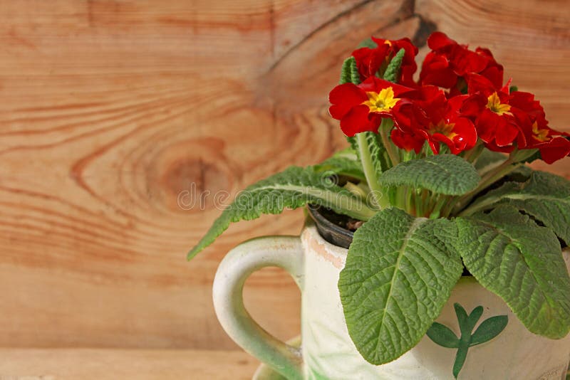 Primula Czerwoni Aksamitni kwiaty obrazy royalty free Primula Czerwoni Aksamitni kwiaty obrazy royalty free